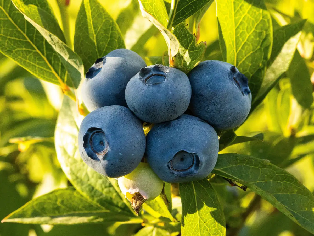 How to Choose the Perfect Refractometer for Blueberry Farming