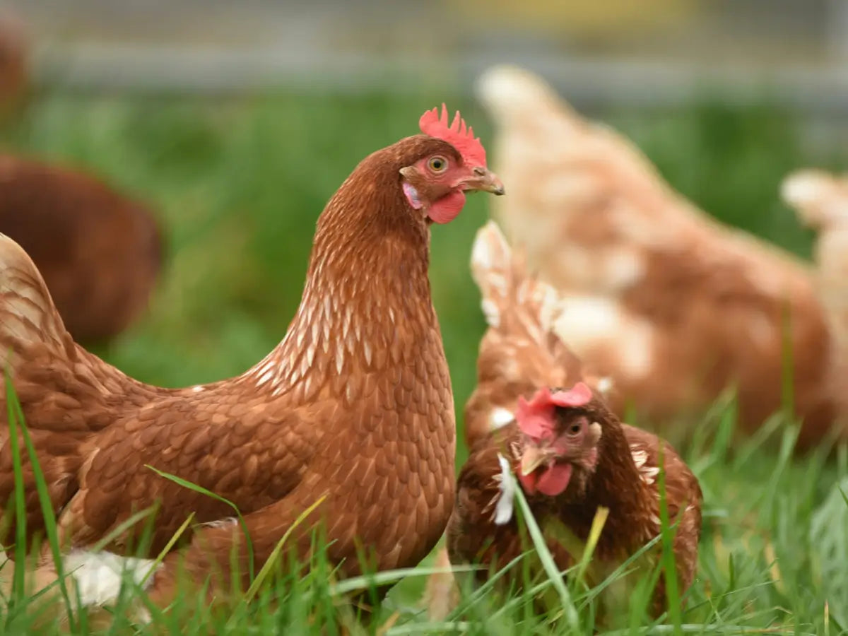 The Importance of Eggshell Quality in the Poultry Industry