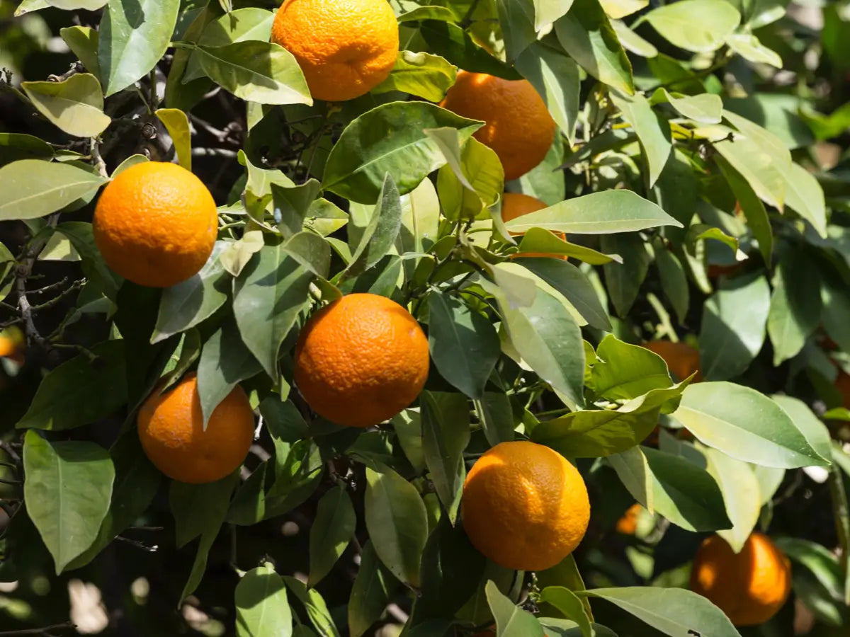 Expectations for Consistent Darjeeling Orange Harvest This Season