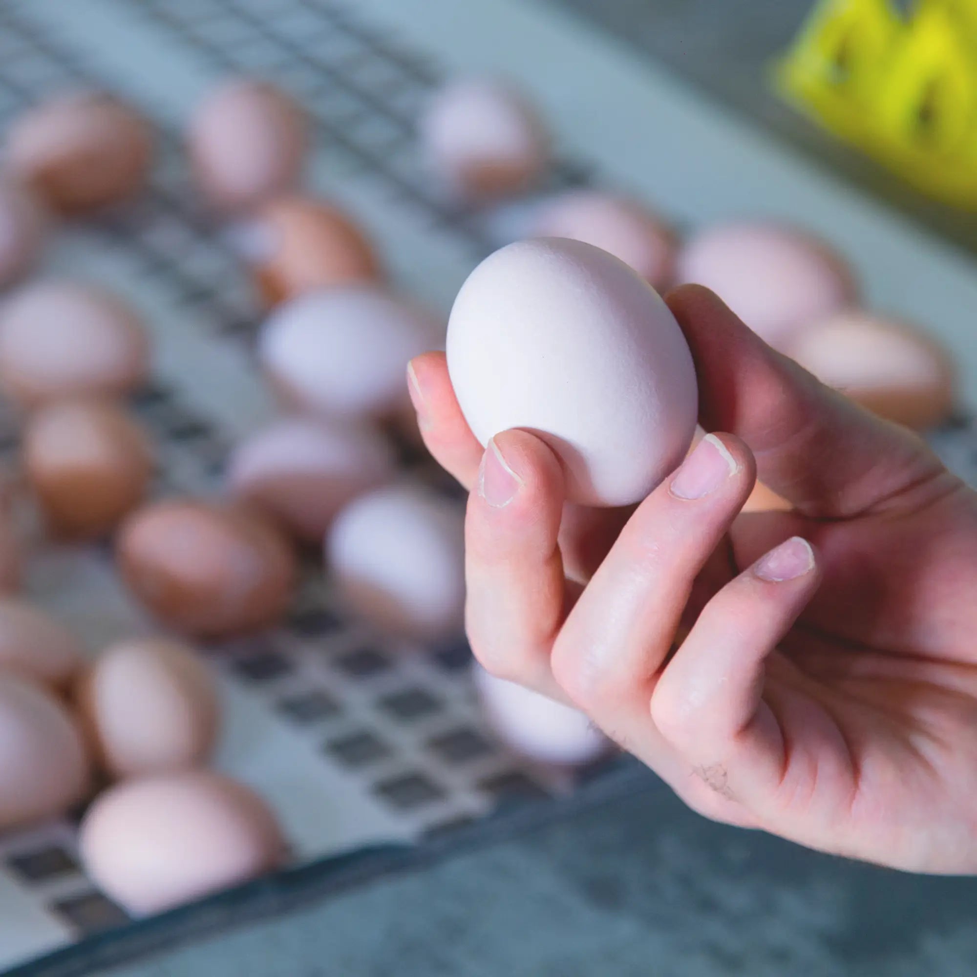 Achieve precision in poultry quality assessment with our micrometer products.