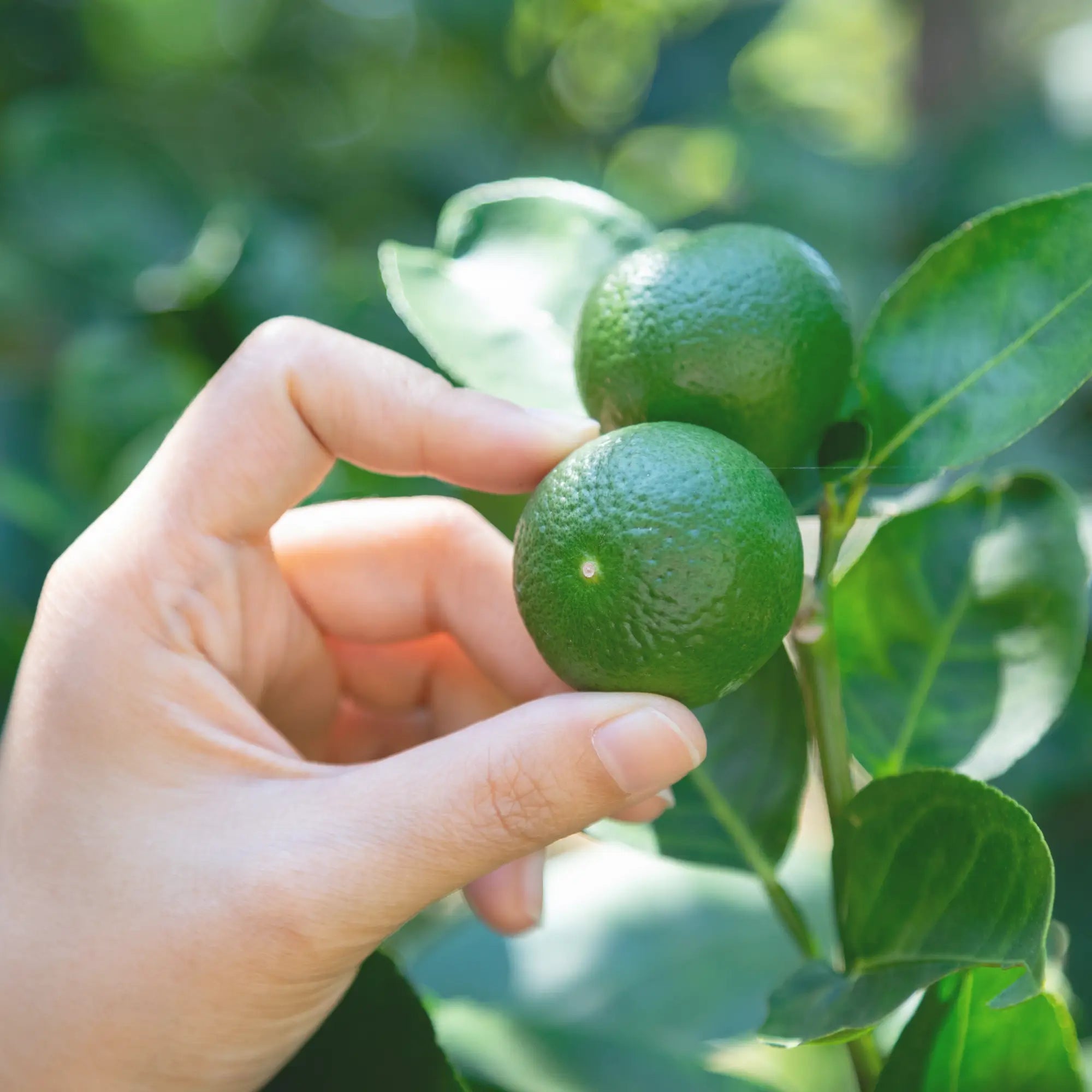 Sizing tools to help categorize fruits and vegetables for consistent sorting and distribution.
